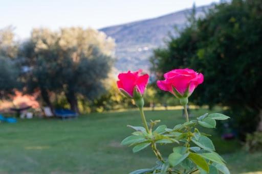 Apartments Savic تْشيرسيك نوفي المظهر الخارجي الصورة